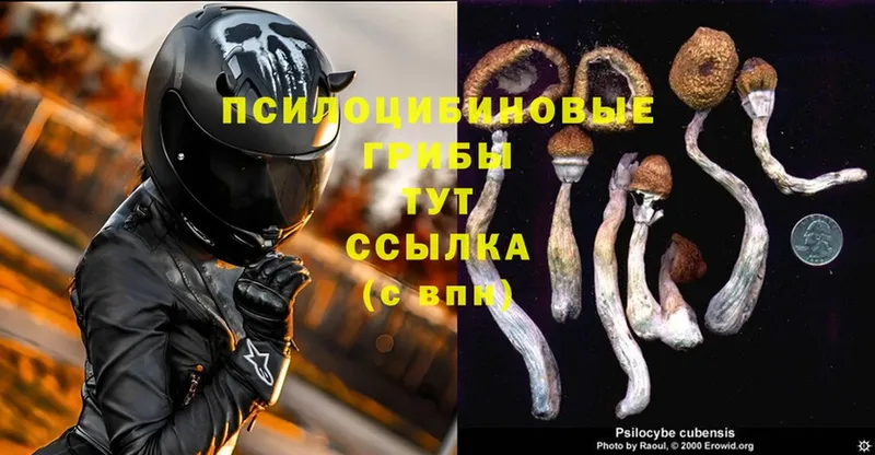 Псилоцибиновые грибы Psilocybine cubensis  Ленинск-Кузнецкий 